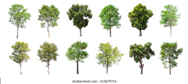 Isolated trees on white background , The collection of trees. - Shutterstock ID 613679714