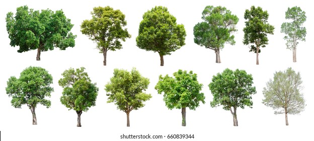 Isolated Trees On White Background Collection Stock Photo 660839344 ...