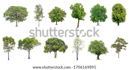 Isolated trees on white background , The collection of trees.