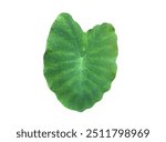 Isolated tropical elephant ear leaf or taro leaf with clipping paths.