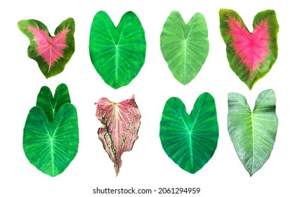 Isolated tropical elephant ear leaf taro leaf   heart Jesus leaf and clipping paths 