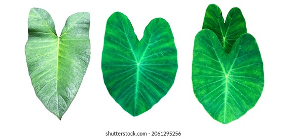 Isolated tropical elephant ear leaf taro leaf and clipping paths 