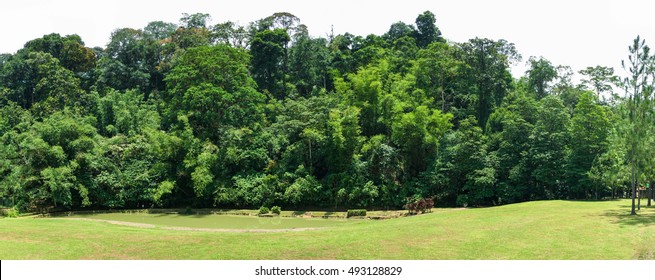 Isolated Tropical Forest Landscape Tree Line Panorama With Multiple Species Of Trees