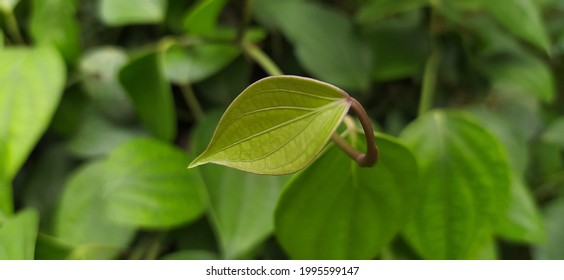 Isolated Tropical Organic Farm Fresh And Healthy Small Baby Black Pepper Plant Leaf On A Pepper Growing Plantation With Blurry Green Leaves Background. Horizontal Beautiful Macro Close Up Side View.