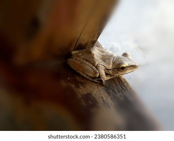 isolated tropical tree frog ready to launch from a wooden bench