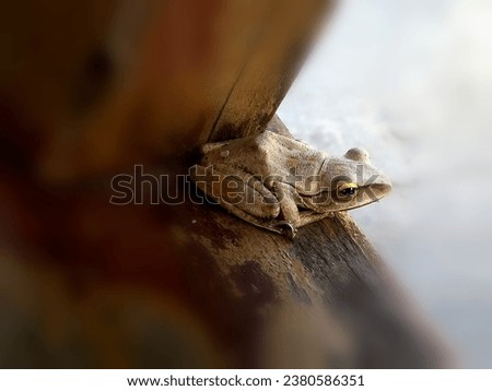 isolated tropical tree frog ready to launch from a wooden bench