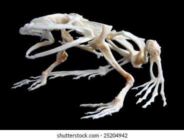 Frog Skeleton Images, Stock Photos & Vectors | Shutterstock