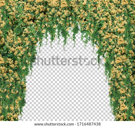 isolated Tunnel leaves Green and Yellow flower vines on white background.Arch of white climbing . Wedding decoration.