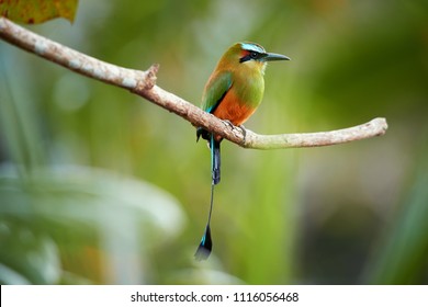 Amazon Rainforest Birds Images Stock Photos Vectors Shutterstock