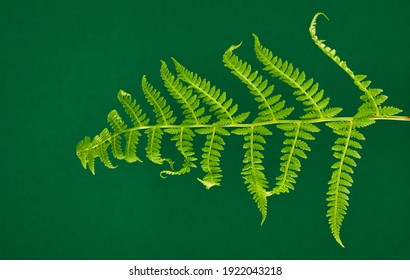 Isolated twig of fern plant