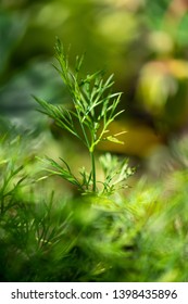 Isolated Twig Of Organic Dill (Anethum Graveolens) In The Garden