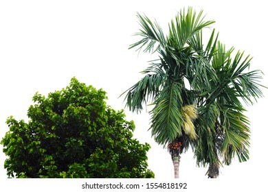 Betel Nut Tree Images, Stock Photos & Vectors | Shutterstock