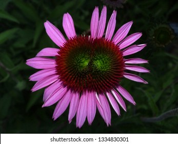 Isolated Twin Headed Pink Purple Flower - Mutant Plant