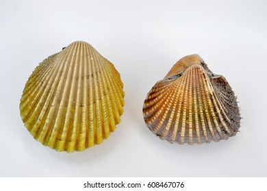 clam sizes