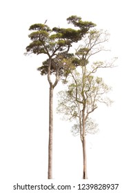 Isolated Two Tall Trees On White Background 