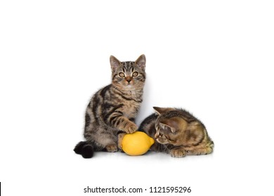 Cat Lemon Images Stock Photos Vectors Shutterstock