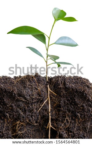 Isolated underground root of little tree.