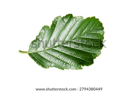Isolated upper side texture of Black Alder (Alnus glutinosa), a moisture-loving tree common along riversides. Features glossy sticky foliage, distinct veins, and finely toothed leaf margins.