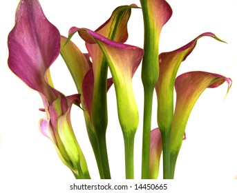 isolated view of pink or purple calla lilies