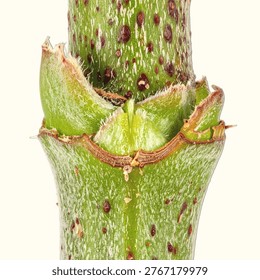 Isolated View of Plant Stem Node Showing Leaf Attachment Point in Botanical Detail