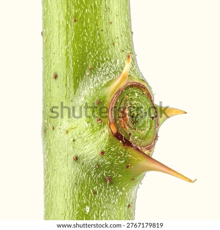 Isolated View of Plant Stem Node Showing Leaf Attachment Point in Botanical Detail