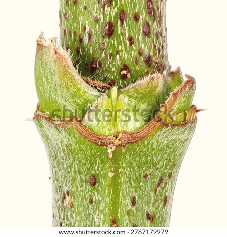 Isolated View of Plant Stem Node Showing Leaf Attachment Point in Botanical Detail