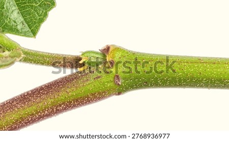 Isolated View of Plant Stem Node Showing Leaf Attachment Point in Botanical Detail