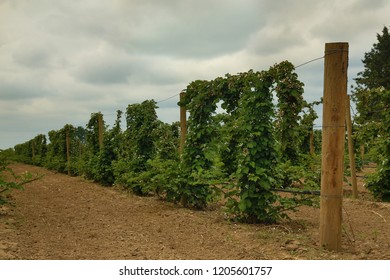 Isolated view of a single row of vertically trestled blooming blackberry bushes with overcast, clouded sky
