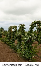 Isolated view of a single row of vertically trestled blooming blackberry bushes with overcast, clouded sky - vertical format
