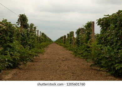 Isolated view of two rows of vertically trestled blooming blackberry bushes with overcast, clouded sky
