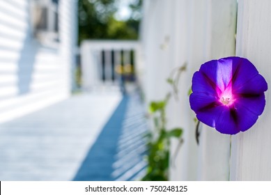 Isolated Violet Flower On Outdoor Deck. Isolated Purple Flower On White Porch With Light And Shadow. Summer Season On White Front Porch. Minimal Nature Background. 