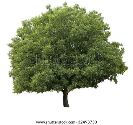 Isolated Walnut Tree Stock Photo (Edit Now) 32493730 - Shutterstock