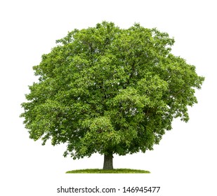 Isolated Walnut Tree On A White Background