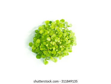 13,130 Watercress Leaf Images, Stock Photos & Vectors | Shutterstock