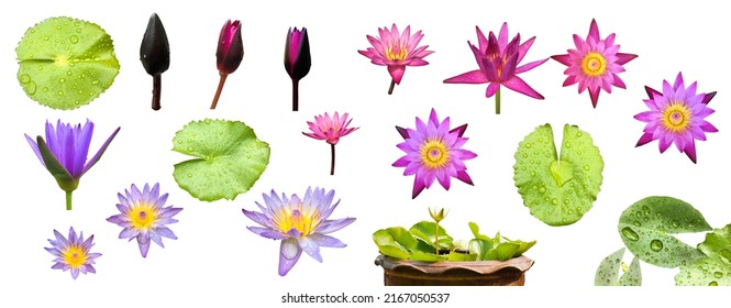 Isolated waterlily leaf, waterlily flower, waterlily bud and waterlily pot with clipping paths.