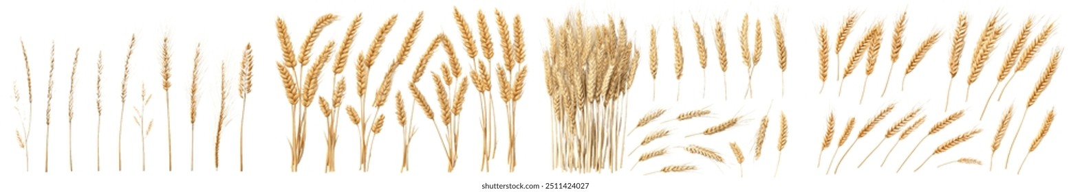 Isolated wheat on white background with full depth of field