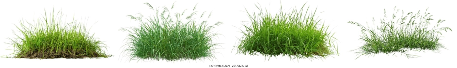 Isolated white background of a bush of blooming ornamental grass