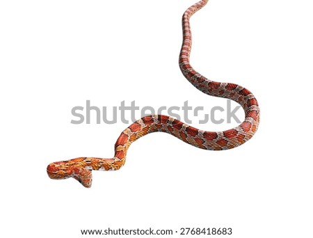 Isolated white background of Small snake in orange and brown pattern slithering 