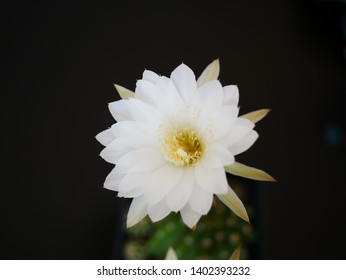 An Isolated White Cactus Flower On Black Background