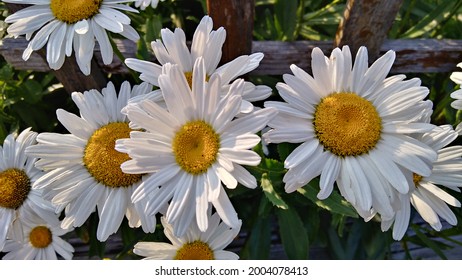 Isolated white daisy flowers on green leaves and brown wood fence background 