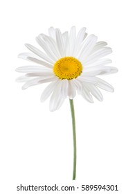 Isolated White Daisy On A White Background.