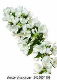 isolated white flowers of philadelphus white background