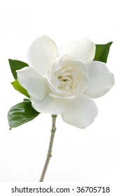 Isolated White Gardenia