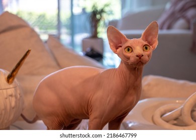 Isolated  White Hairless Cat Sitting On A Couch