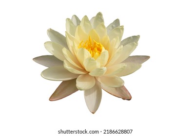 isolated white lotus blossom on a white background, with clipping path.                                - Powered by Shutterstock