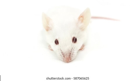 Isolated White Mouse on White Background