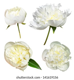 Isolated White Peonies Flowers On A White Background