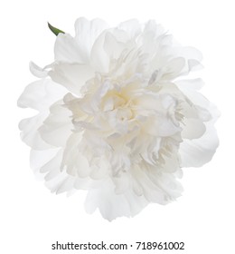 Isolated White Peony Flower.