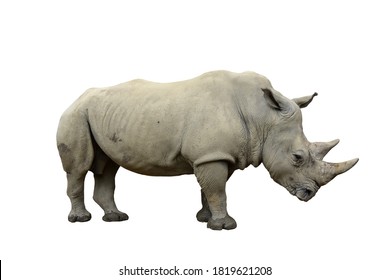 Isolated White Rhinoceros. Ceratotherium Simum. Profile Pose