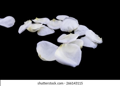 Isolated White Rose Petal On  Black